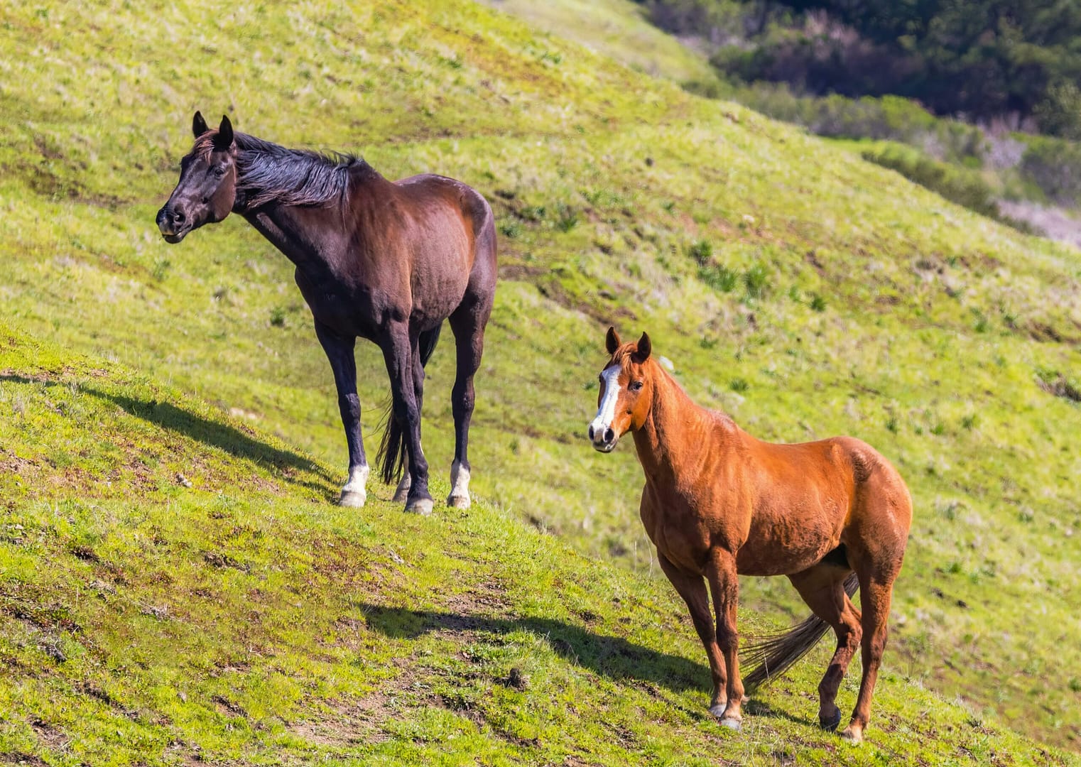 Kostenloses Stock Foto zu abhang, beobachten, biodiversität