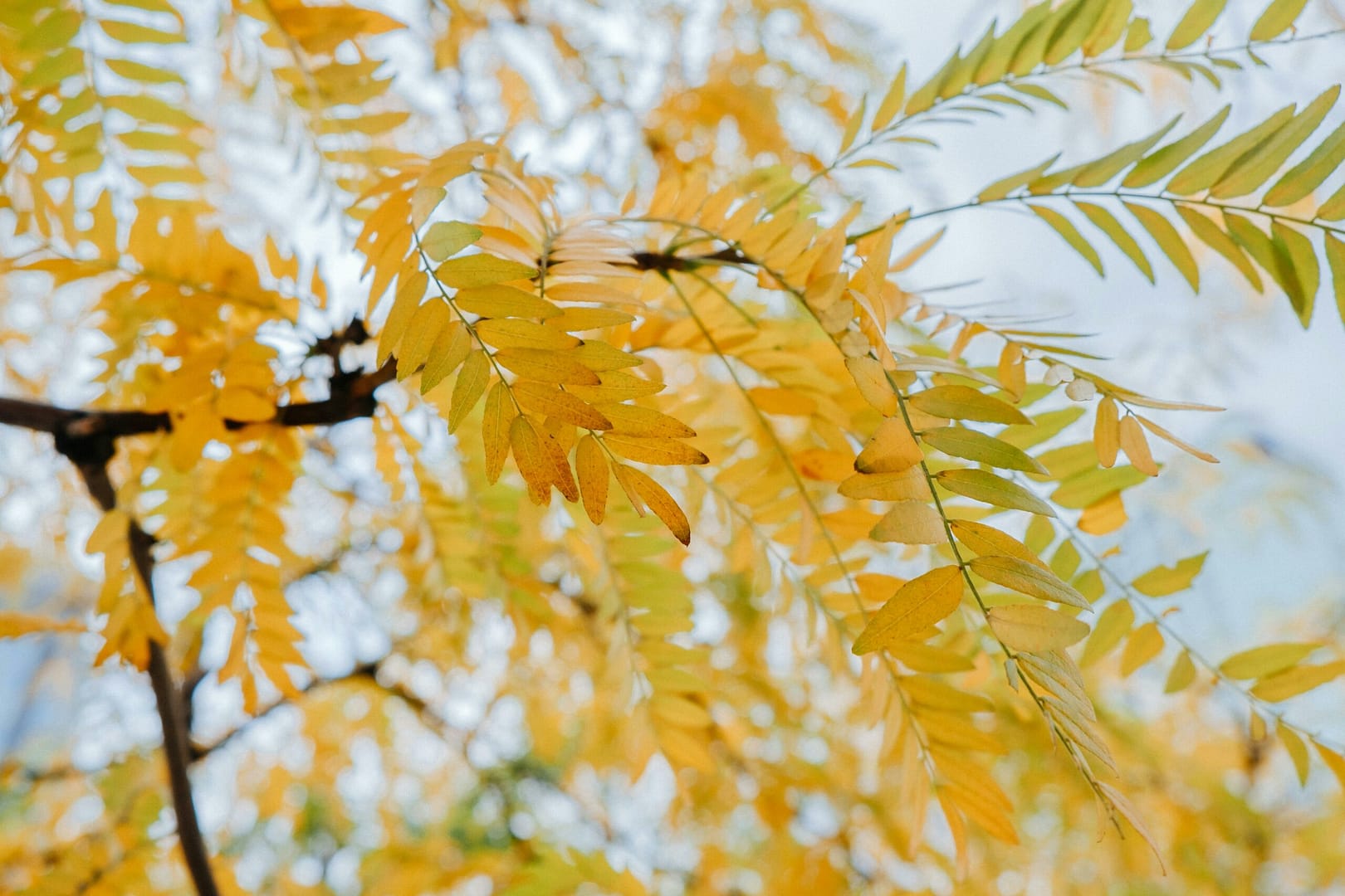 Kostenloses Stock Foto zu @draussen, ast, baum