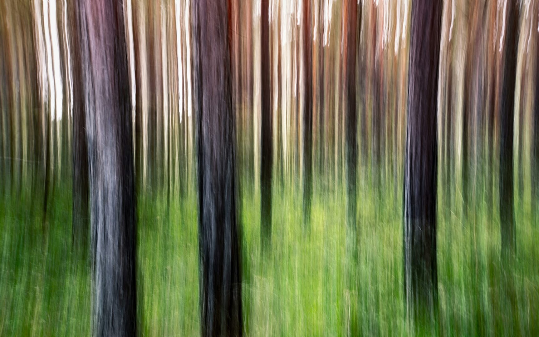 Kostenloses Stock Foto zu abstrakt, baum, bäume