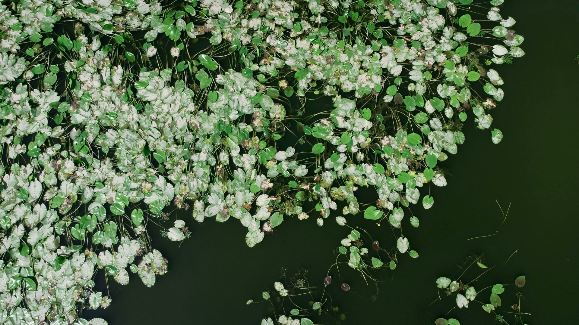 Kostenloses Stock Foto zu aufsicht, drohne erschossen, fülle
