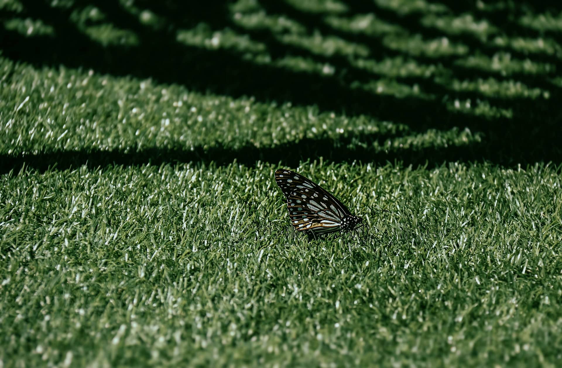 Schmetterling Ruht Auf üppigem Grünem Gras In Taiwan