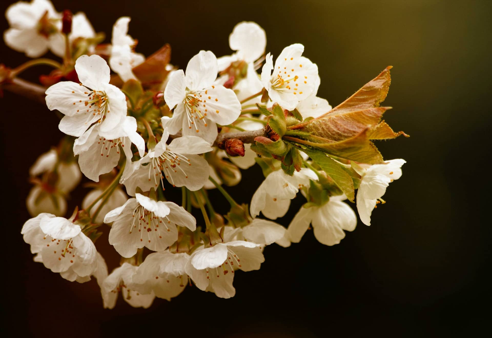 Weiße Blütenblattblume