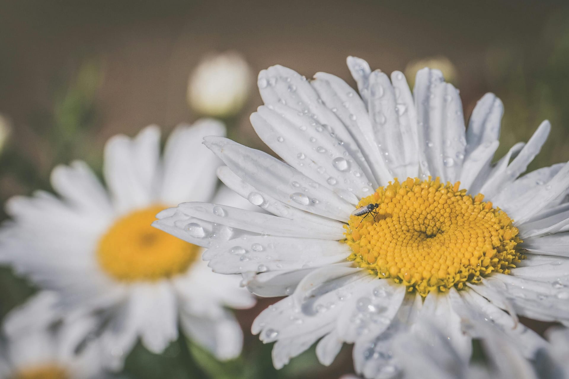 Makrofotografie Von WeiÃŸen GÃ¤nseblÃ¼mchenblumen